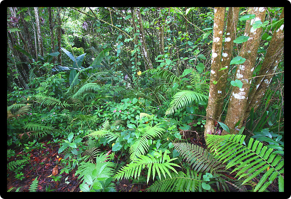 Lush Toro Negro Rainforest in the Cordillera Central region of Puerto Rico.