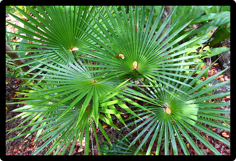 Tropical vegetation in the Virgin Islands National Park on Saint John USVI.