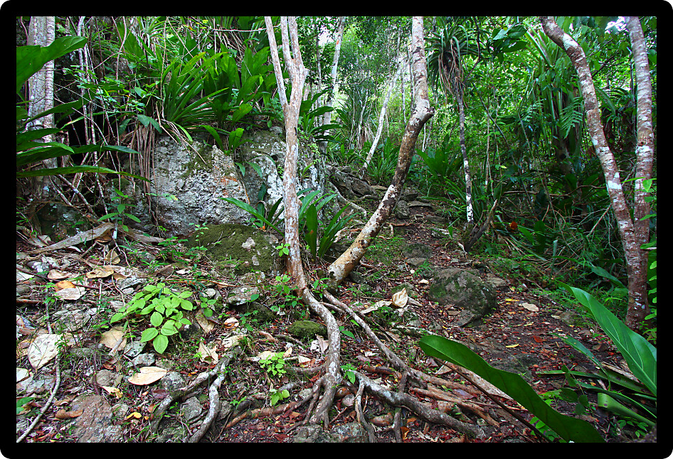 Rainforest of the Virgin Islands National Park on Saint John USVI.