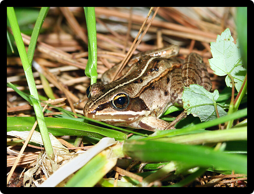 Wood Frog (Rana sylvatica) in the northwoods of Wisconsin.