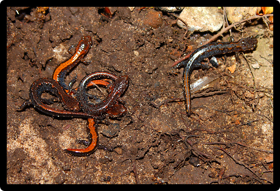 Juvenile Zigzag Salamanders (Plethodon ventralis) inhabiting an Alabama natural area.