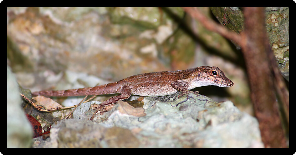 Anoles are a common sight in areas of Puerto Rico.