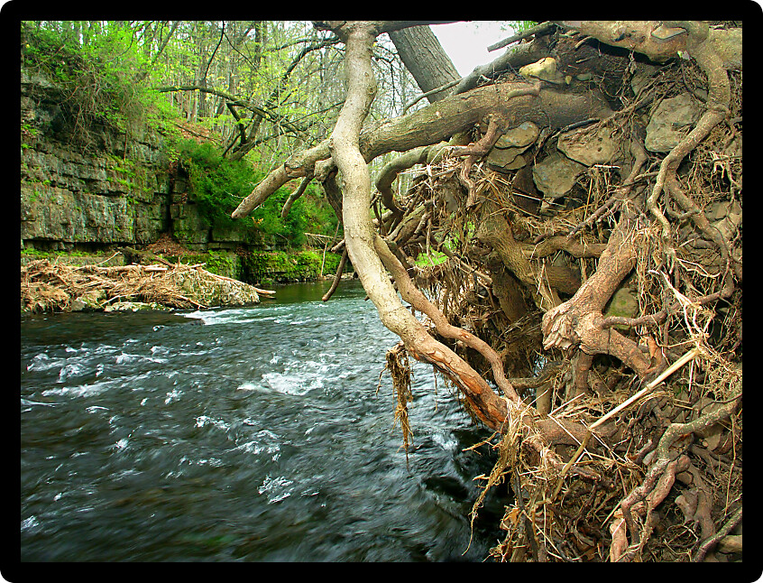 Erosion undercuts the Apple River bank in northern Illinois.