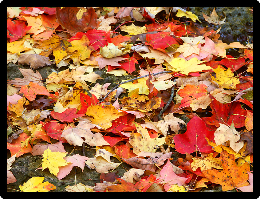 Background of autumn leaves on a forest floor of Illinois.