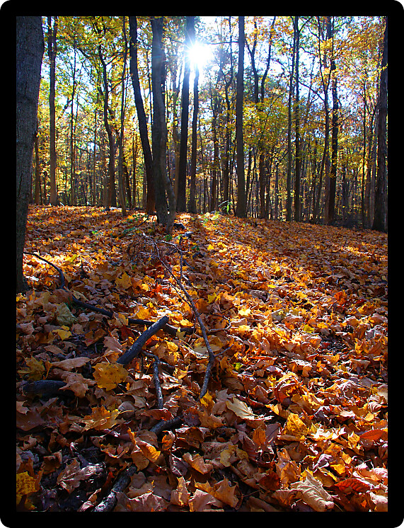 Long shadows cast through evening autumn scenery at Robert Allerton Park of Illinois.