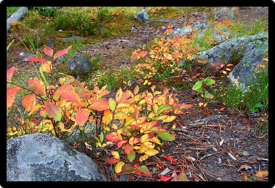 Understory plants of beautiful color in the Lewis and Clark National Forest of Montana.