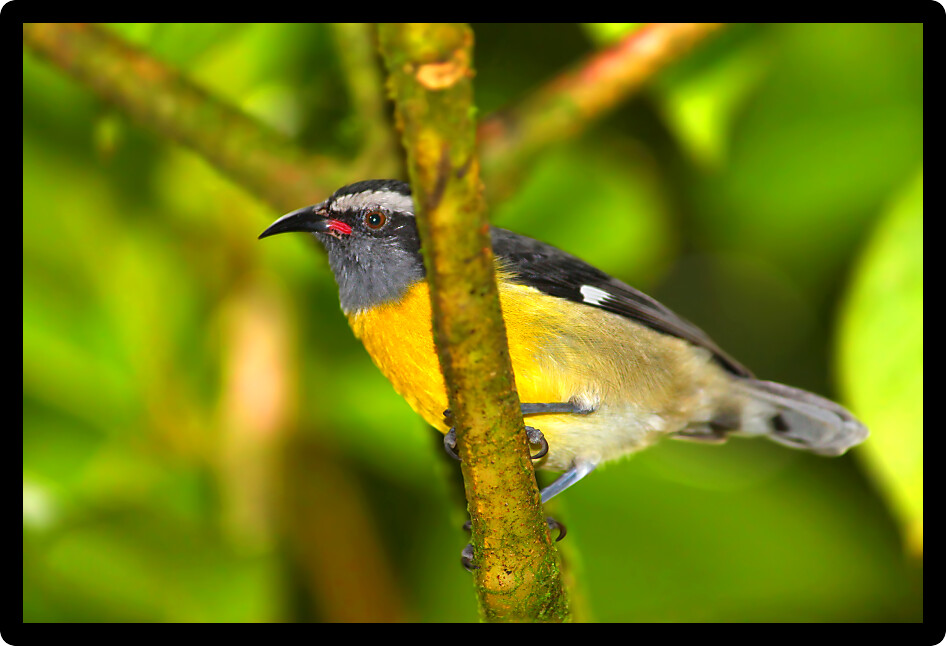 Bananaquit (Coereba flaveola) bird in a rainforest of Puerto Rico.