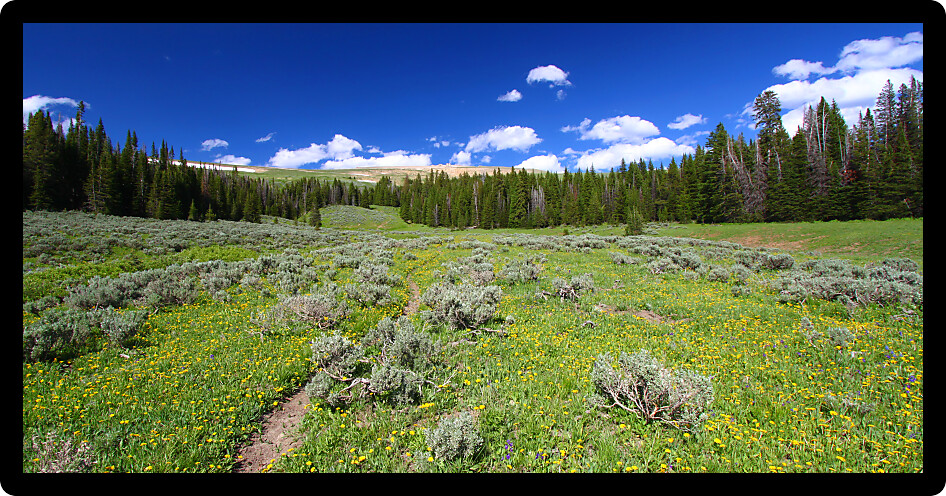 Single track trail through a prairie of the Bighorn National Forest of Wyoming.