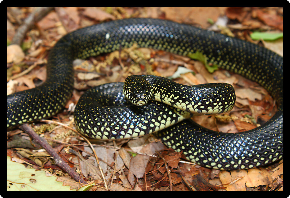 Black Kingsnake (Lampropeltis getula) in the forests of Alabama.