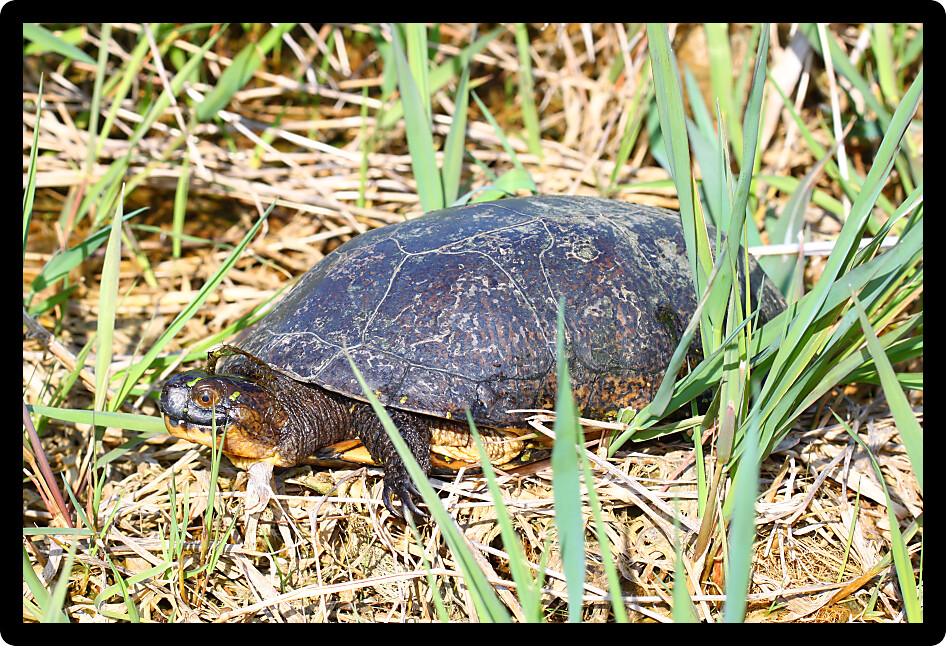 Blandings Turtle (Emydoidea blandingii) crawling through vegetation in Illinois.