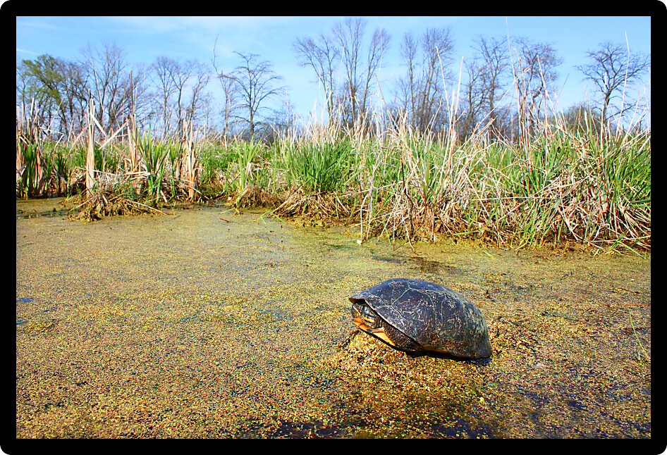 Blandings Turtle (Emydoidea blandingii) basking on vegetation in a marsh of Illinois.