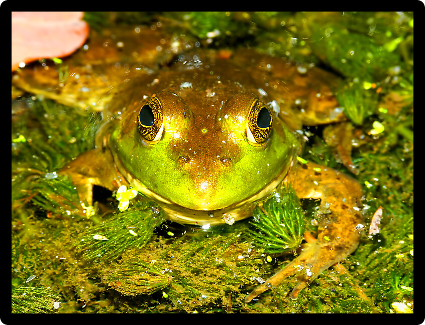 Bullfrog (Rana catesbeiana) in a pond at a state forest of Wisconsin.