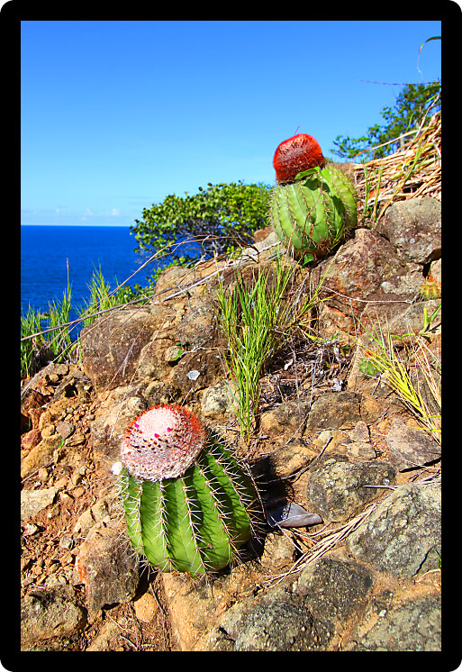 Cacti along the coastline of Shark Bay National Park in the British Virgin Islands.