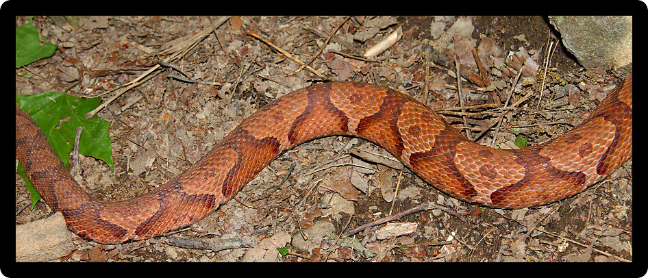 Beautiful patterns along the side of a Copperhead Snake (Agkistrodon contortrix) in Alabama.