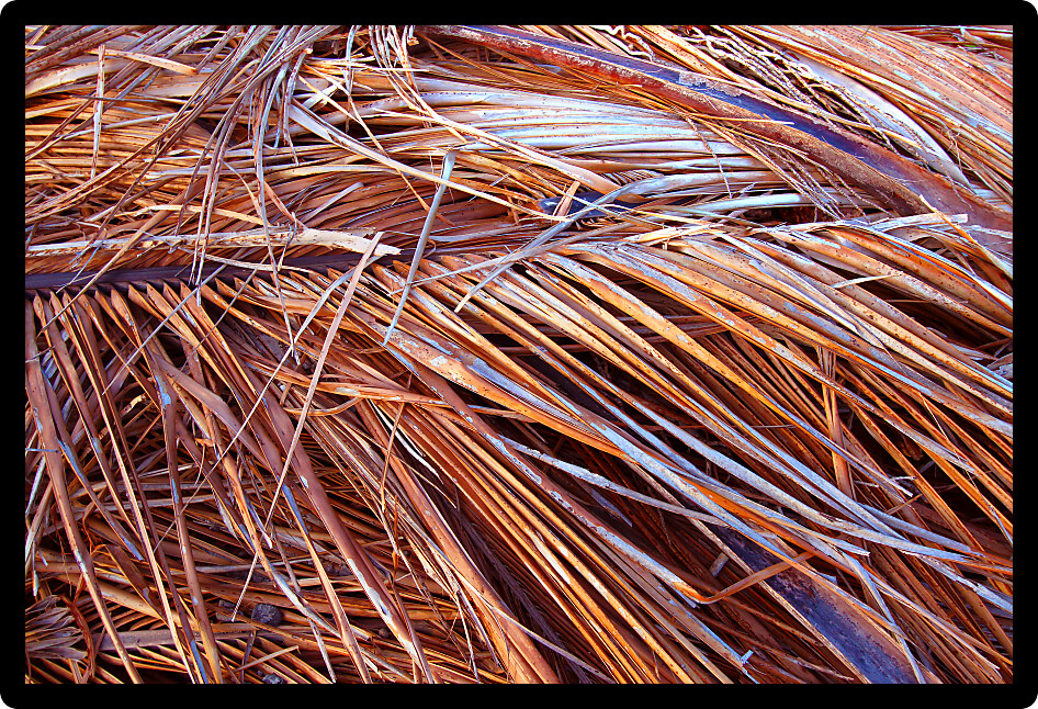 Background of dried palm fronds in Everglades National Park.