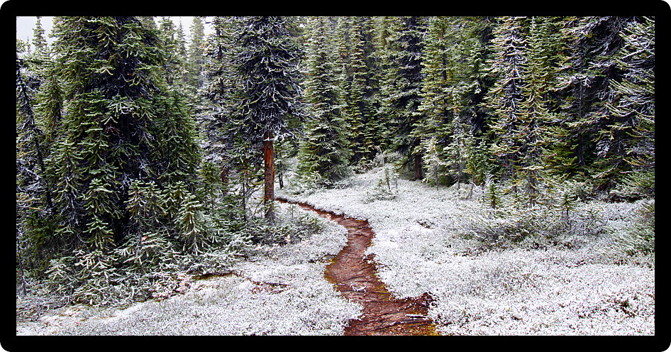Snow falls on an autumn day along a narrow trail of Jasper National Park.