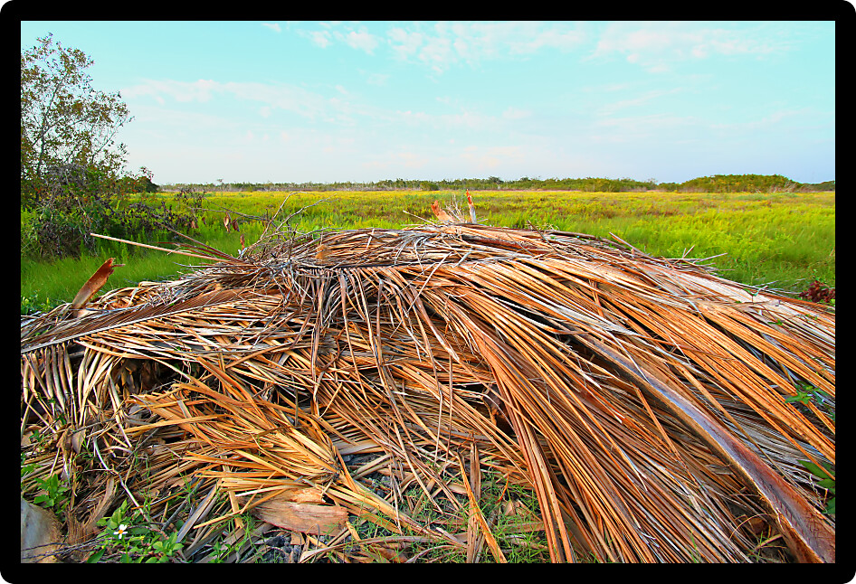 Dried palm fronds in the coastal prairie of Everglades National Park.