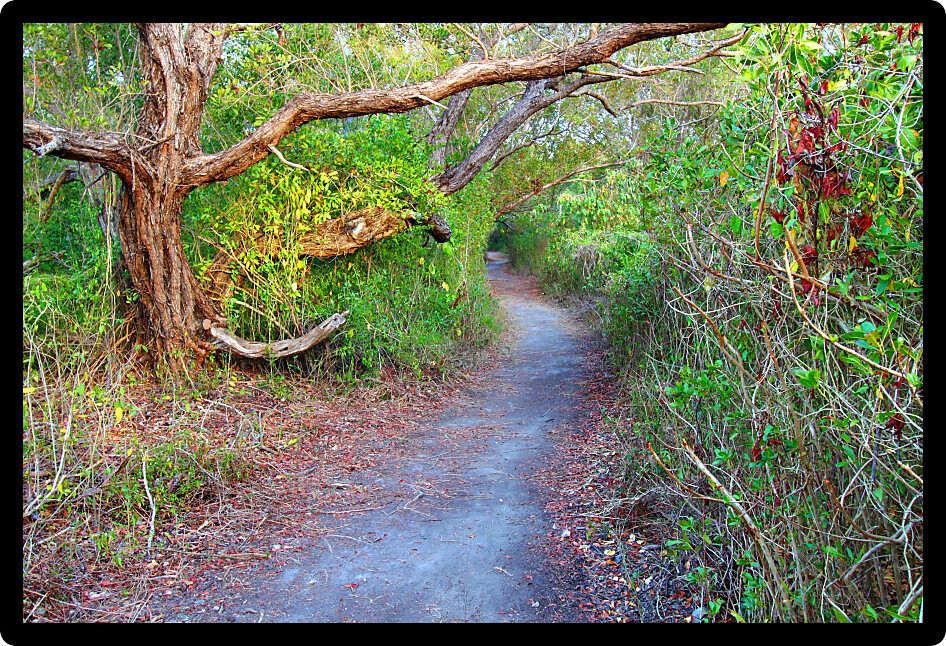 Coastal Prairie Trail and dense vegetation at Everglades National Park of Florida.