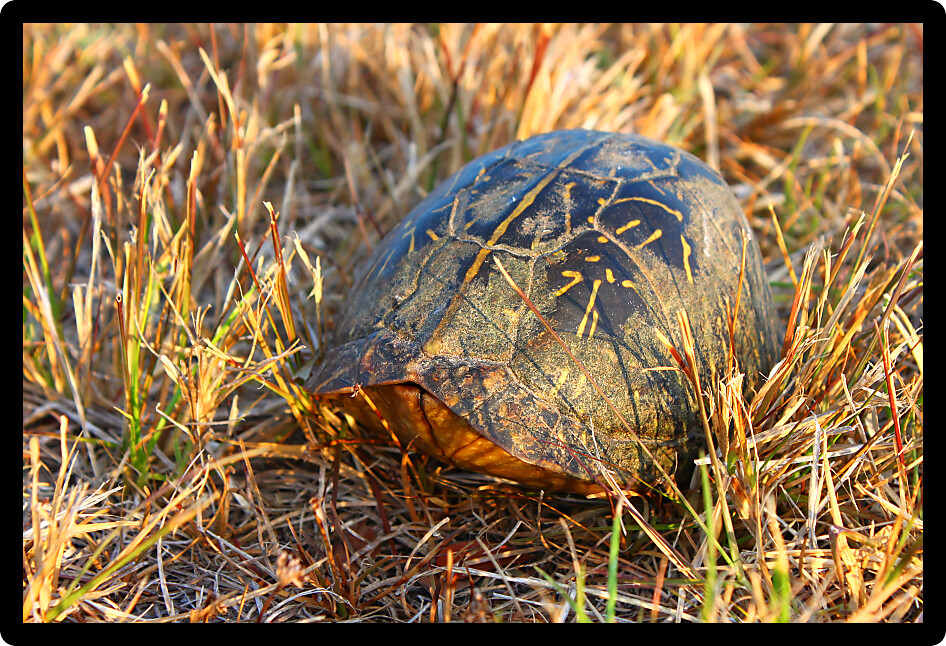 Florida box turtle (Terrapene carolina bauri) hides in its shell.