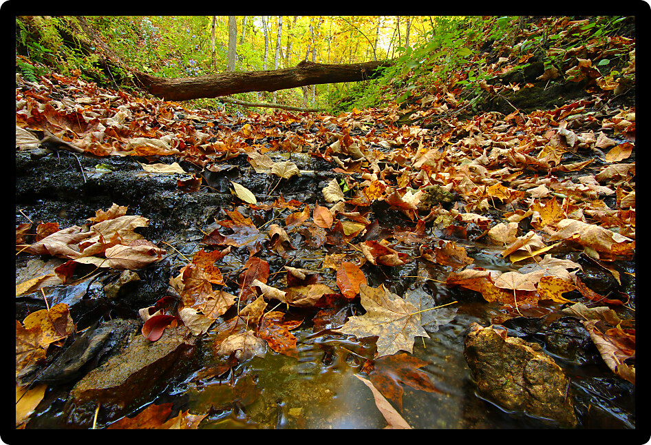 Autumn scenery surrounds a trickling creek in northern Illinois.