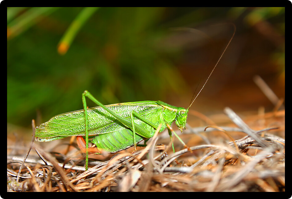 Fork-tailed Bush Katydid (Scudderia furcata) in the Northern Highland American Legion State Forest of Wisconsin.