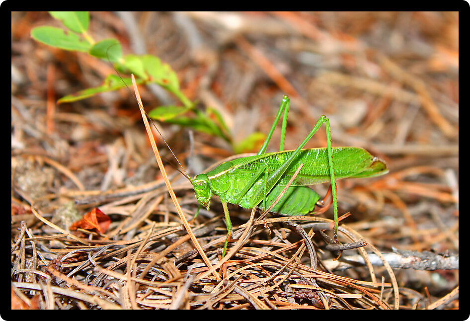 Fork-tailed Bush Katydid (Scudderia furcata) in the Northern Highland American Legion State Forest of Wisconsin.