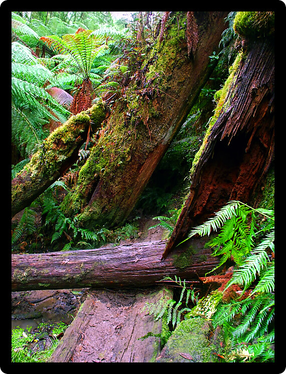 Lush vegetation of Great Otway National Park in southern Victoria Australia. 