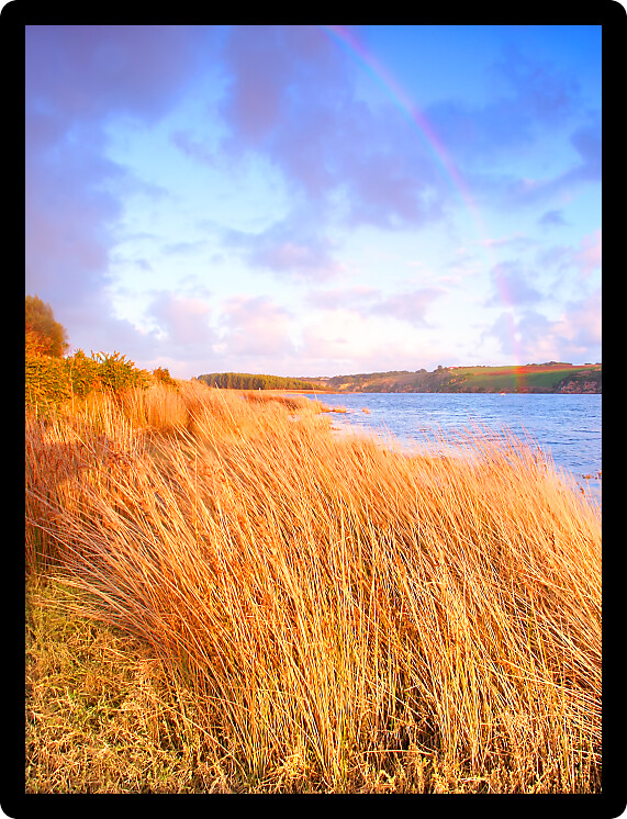 Vegetation illuminated in warm evening sunlight along the Hopkins River in Australia.