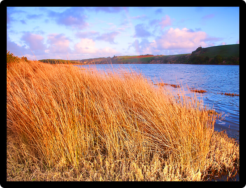 Vegetation illuminated in warm evening sunlight along the Hopkins River in Australia.
