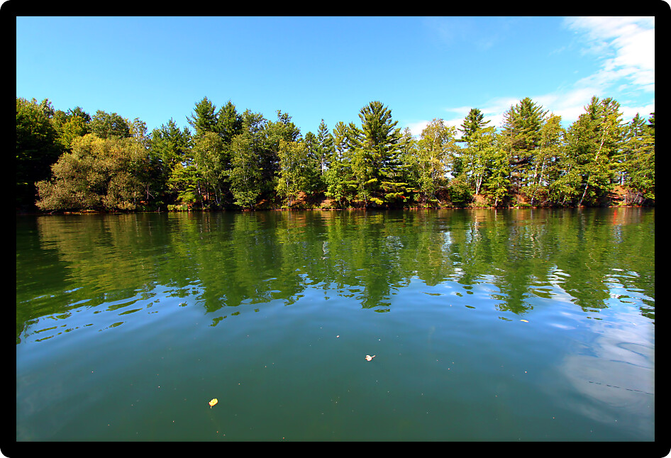 Pine trees along the shoreline of Lake Minocqua in northwoods Wisconsin.