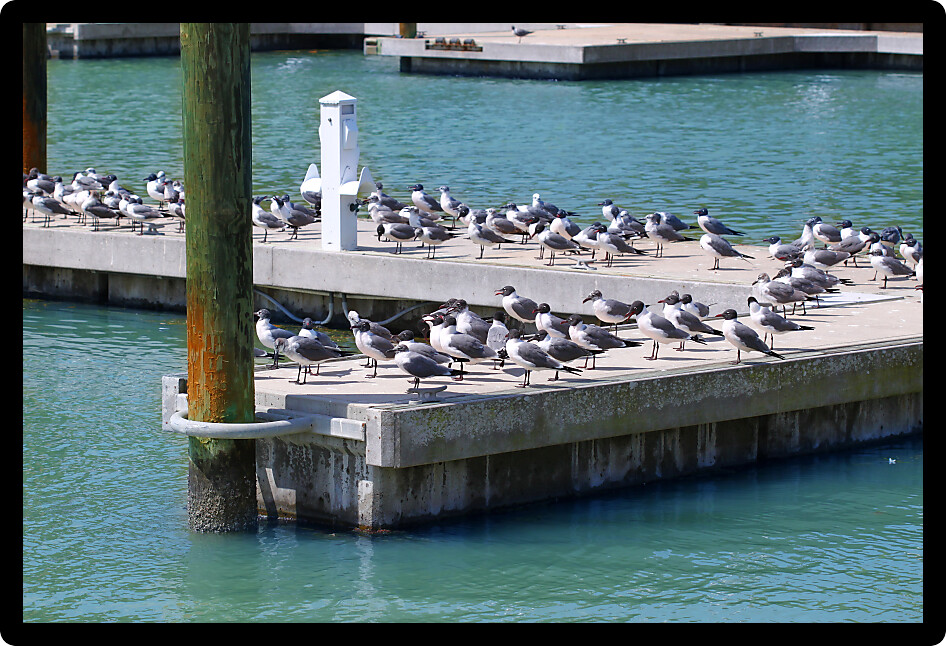 Laughing Gulls (Larus atricilla) sit on a dock in Everglades National Park of Florida.