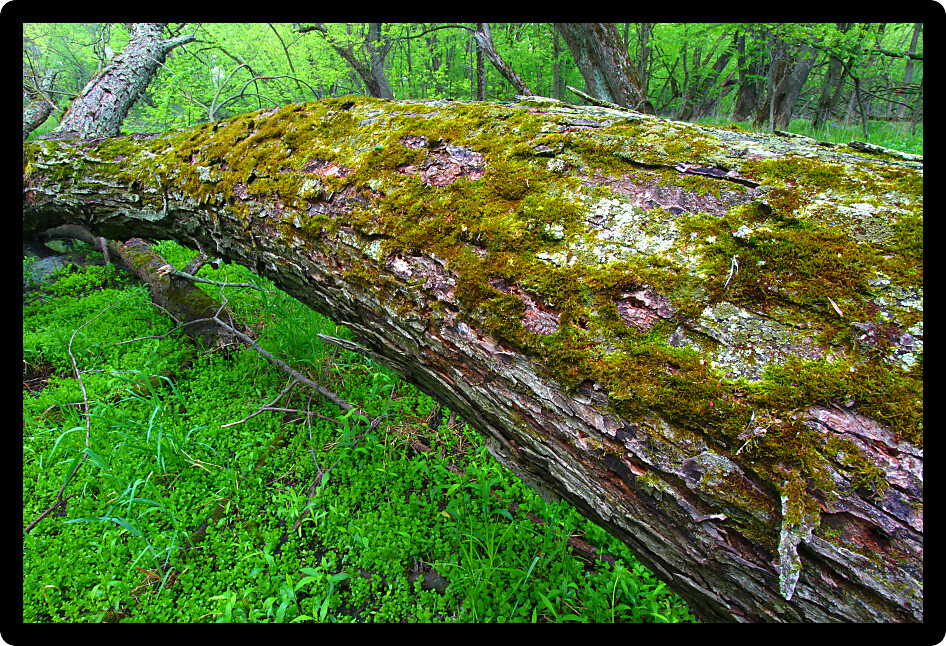 Moss grows on a fallen tree in a lush forest of northern Illinois.