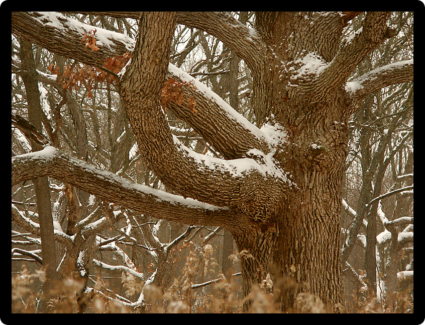 Oak tree dusted with winter snow in the Midwest United States.