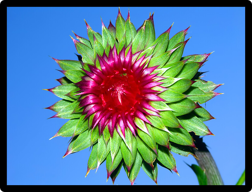 Musk Thistle (Carduus nutans) in a prairie of the Kettle Moraine State Forest in Wisconsin.