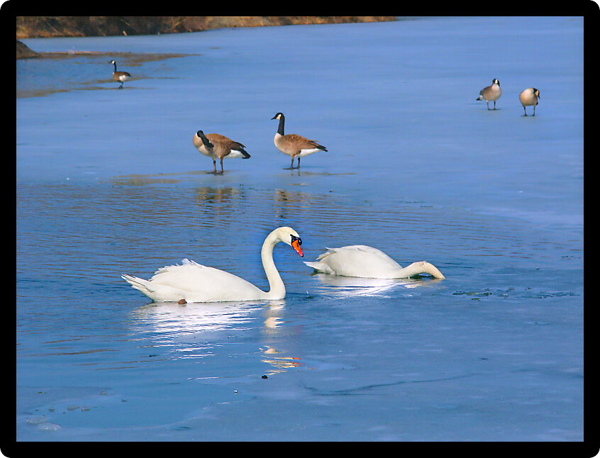 Two Mute Swans (Cygnus olor) float through icy waters in central Illinois.