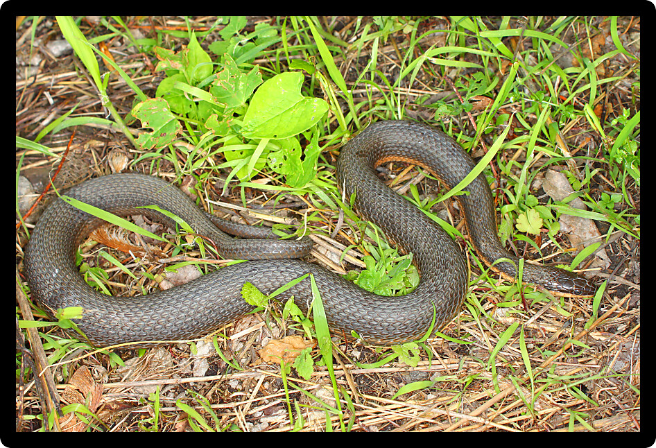 Queen Snake (Regina septemvittata) inhabiting a river valley of Illinois.