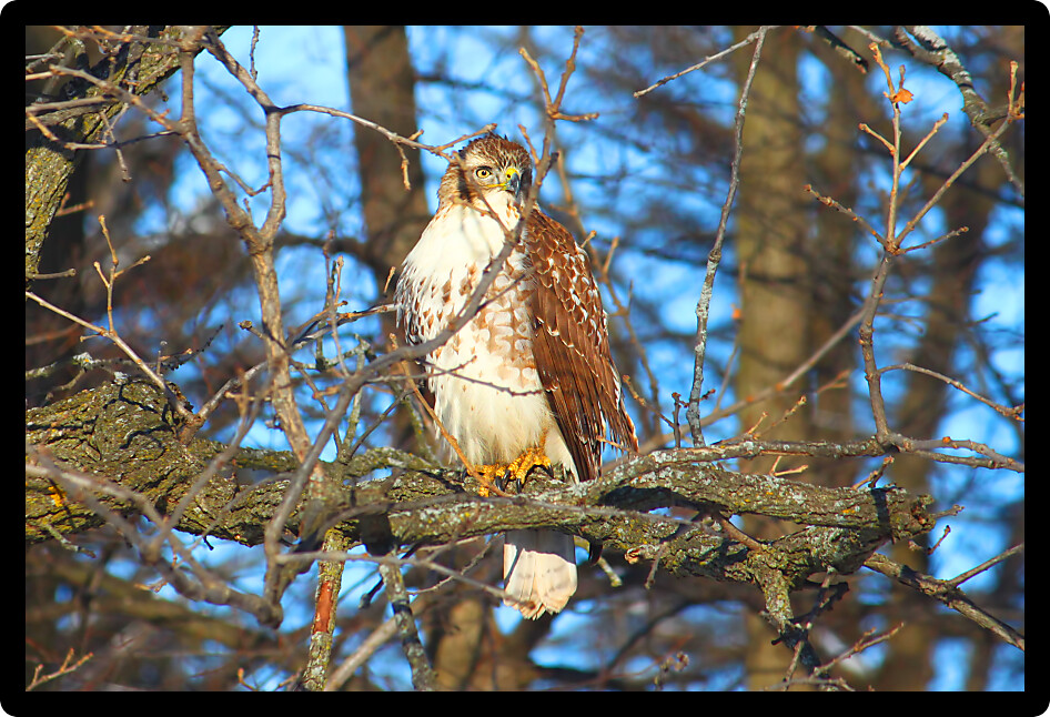 Red-tailed Hawk (Buteo jamaicensis) sits in a bur oak in northern Illinois.