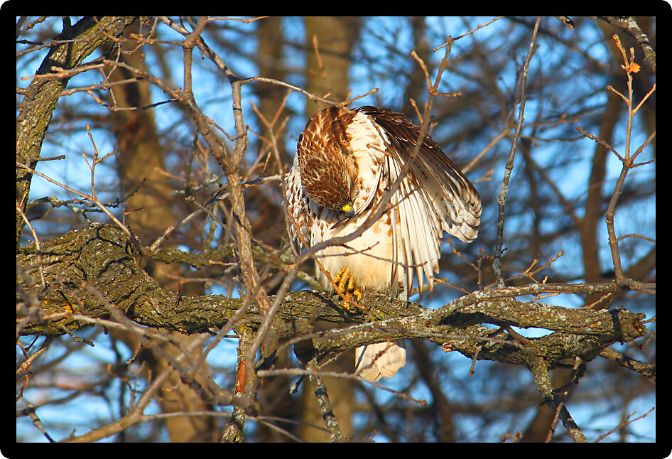 Red-tailed Hawk (Buteo jamaicensis) sits in a bur oak in northern Illinois.
