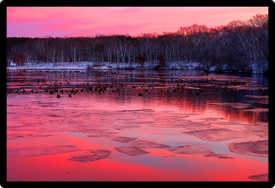 Flock of geese under vivid sunset at Rock Cut State Park in Illinois.