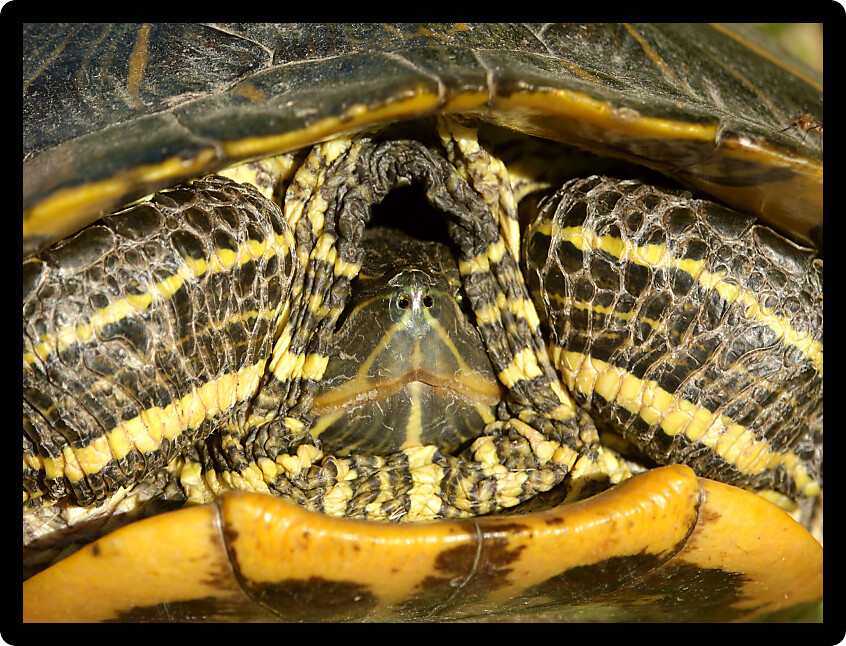 Close up of a Slider Turtle (Trachemys scripta) retreating into its shell in Illinois.