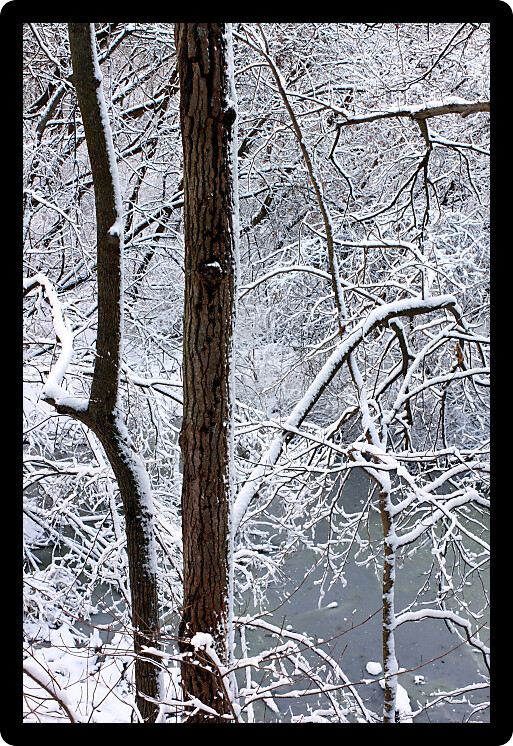 Snow covers everything in forest of northern Illinois.