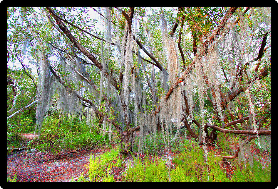 Spanish moss sways in the breeze along the Coastal Prairie Trail of Everglades National Park Florida.