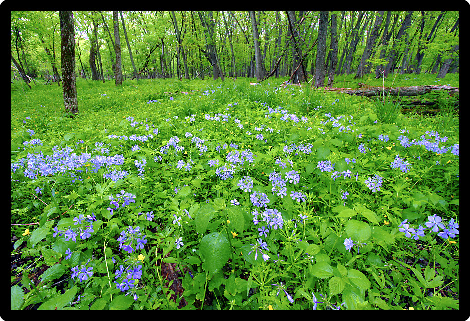 Beautiful spring wildflowers at Colored Sands Forest Preserve of northern Illinois.