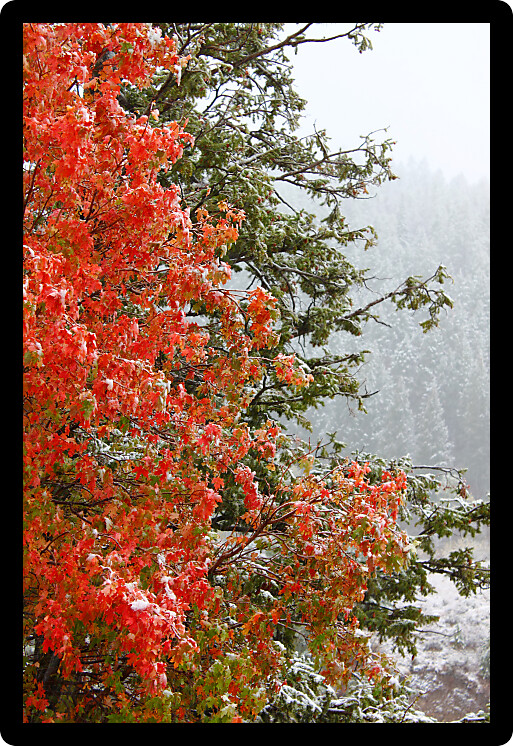 Early snowfall over autumn colors in the Targhee National Forest of Wyoming.