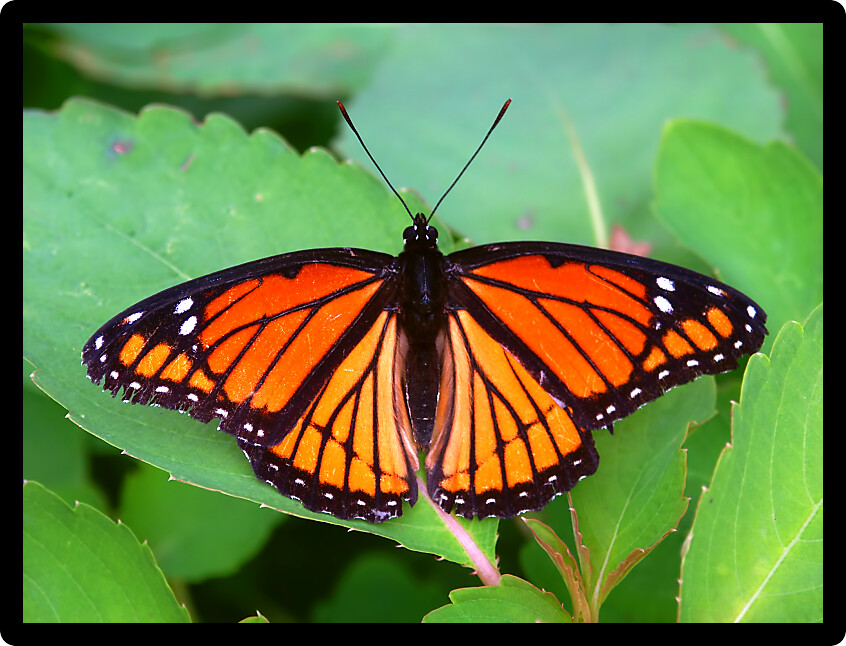 Viceroy Butterfly (Limenitis archippus) on vegetation in northern Illinois.