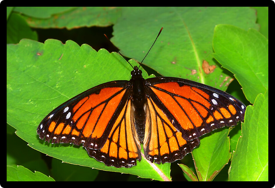 Viceroy Butterfly (Limenitis archippus) on vegetation in northern Illinois.