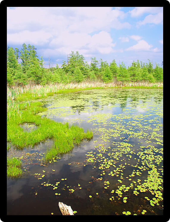 Volo Bog is a beautiful State Natural Area of northern Illinois.