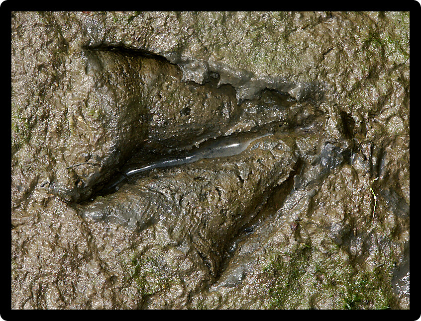 Waterfowl track in a muddy substrate in Illinois.
