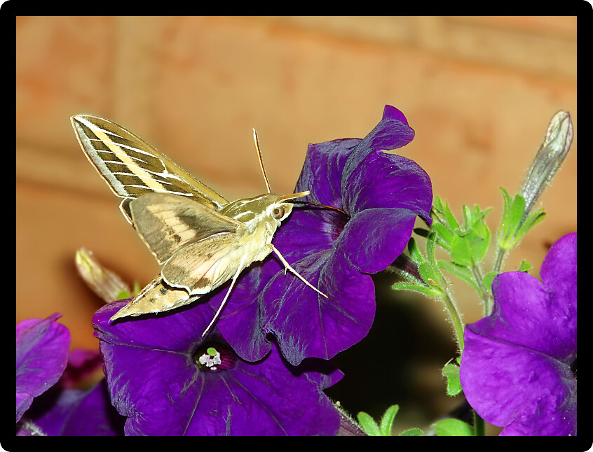 White-lined Sphinx (Hyles lineata) feeds on nectar of a garden flower in Illinois.
