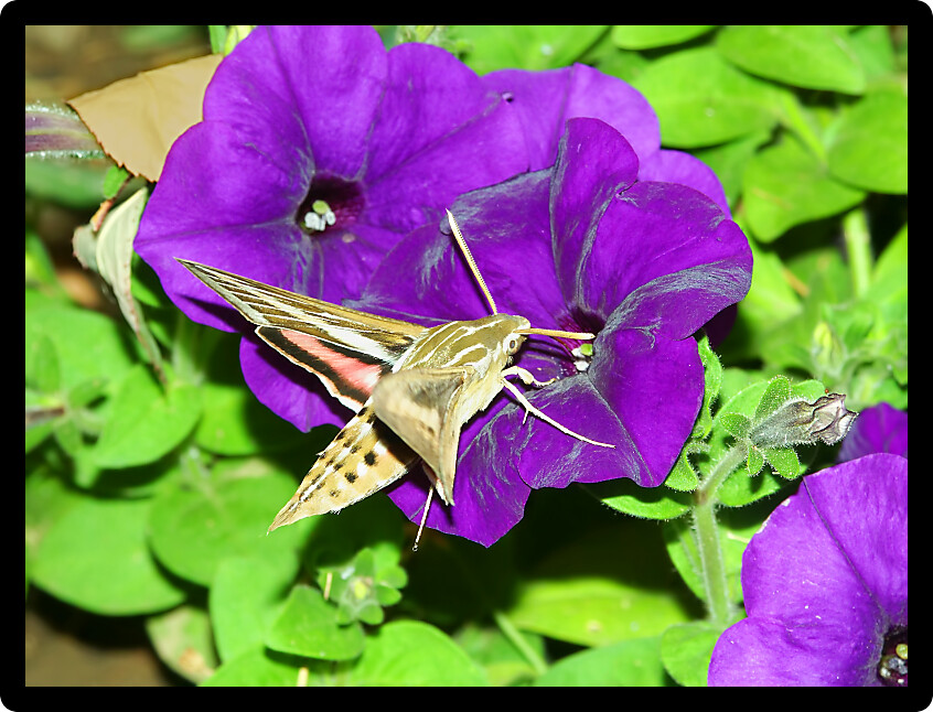 White-lined Sphinx (Hyles lineata) feeds on nectar of a garden flower in Illinois.